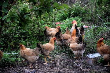 Fototapeta premium Group of chickens on a grassy meadow surrounded by trees in a pastoral setting