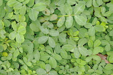 Green leaves background. Green leaves texture. Green leaf texture background