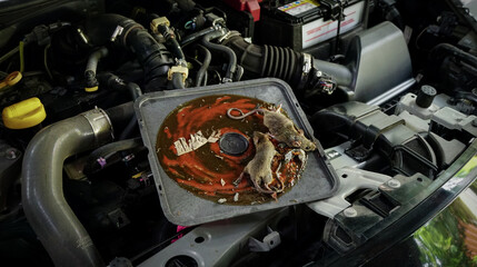 Rat was trapped on the black plastic tray by being glued to a mousetrap on car engine background for pest control concept.