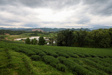 Fototapeta na wymiar View of beautiful landscape Tea Plantation at thailand
