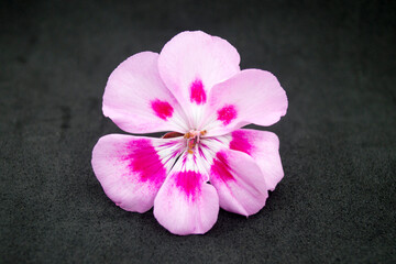 Flor de geranio rosa