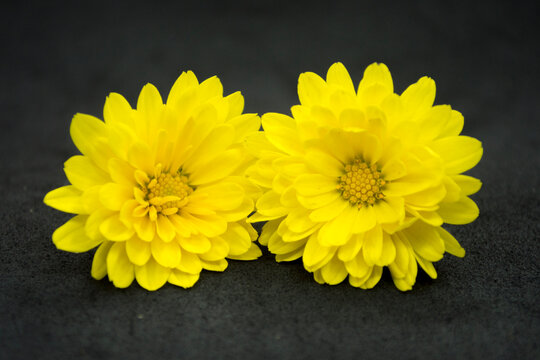 Flores, margaritas amarillas