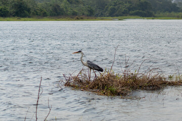 Heron in a river in the interior of Brazil
