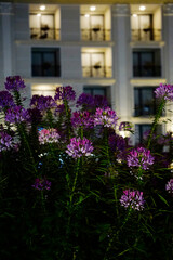 Rocky mountain beeplant flower bush in the dark