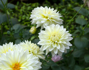 The dahlia blooms beautifully in the morning.
