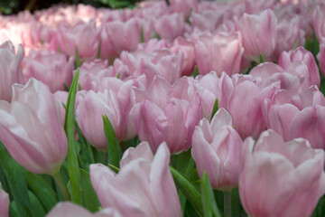 Beautiful colored tulips in a natural garden