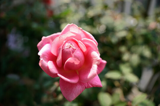 Beautiful pastel fragrant rose under the sunlight