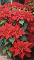 red poinsettia plant