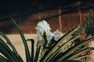 A fragrant white garden flower Hedychium coronarium. National flower of Cuba. Hedychium coronarium,...