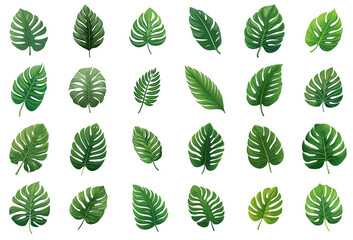 set of green tropical leaves - obrazy, fototapety, plakaty
