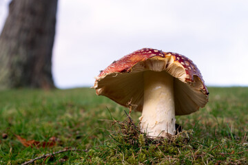 Fly Agaric, Amanita muscaria