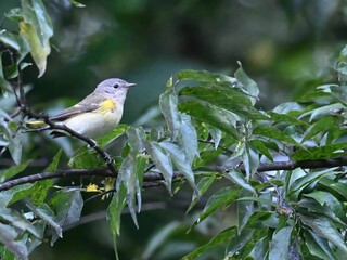 Beautiful American Redstart bird perched on a thin tree branch