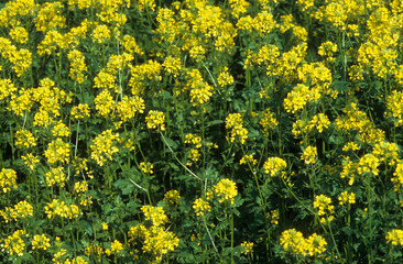 Obraz premium Brassica napus ssp. olcifera , Colza