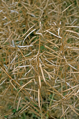 Brassica napus ssp. olcifera ,  Colza, graines
