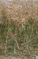 Brassica napus ssp. olcifera ,  Colza, graines
