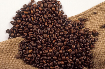 Coffea arabica, Cafier