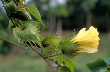 Gossypium herbaceum , Coton, Cotonnier herbac&eacute;