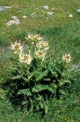 Cirsium spinosissimum, Circe épineux