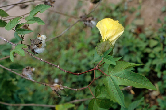 Gossypium herbaceum , Coton, Cotonnier herbac&eacute;