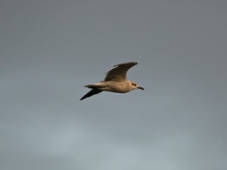 Close-up shot of a Laughing Gull soaring in the sky with its wings spread wide
