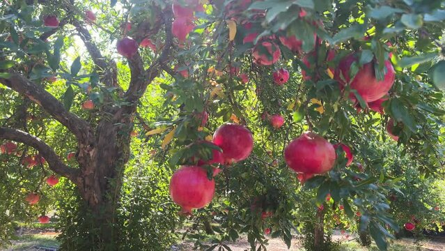 A tree in an orchard with pomegranates. Beautiful natural fruits in the sun against the background of leaves. Organic farming.