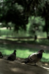 pigeons stand on the ledge of a sidewalk as others look on