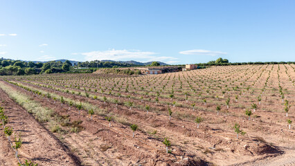 Crops in Spain. Cultivations in the southern Spain. 