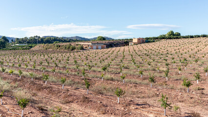 Crops in Spain. Cultivations in the southern Spain. 