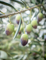 Ripe olive fruits, ready to be harvested