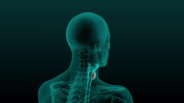 X-ray image of the head of a man with a visible inflamed thyroid gland. Anatomically correct 3d animation on dark background
