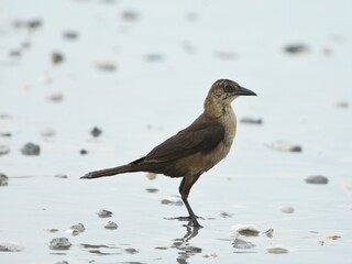 Female boat-tailed grackle standing in shallow water. Quiscalus major.