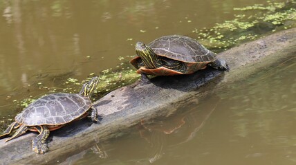 Fototapeta premium Aquatic turtles perched on a submerged log surrounded by lush green moss in a pond