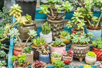 Miniature succulent cactus plants in the flower garden