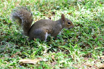 Naklejka na ściany i meble Shot of an eastern gray squirrel sitting in a lush green grassy field