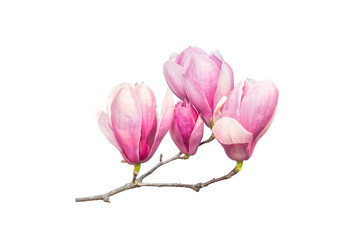 pink magnolia flowers isolated on white background - obrazy, fototapety, plakaty