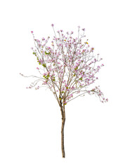 Fototapeta premium Bauhinia with a green leave isolated on white