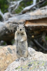 Naklejka premium Closeup shot of a chipmunk perched atop a large boulder surrounded by trees.