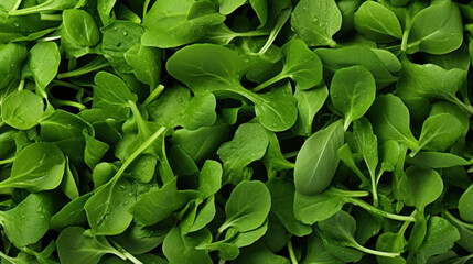 Fresh green organic arugula or ruccola slalad leaves texture background, top view, healthy and diet food concept