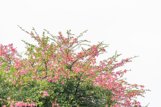 pink silk floss tree flower in garden