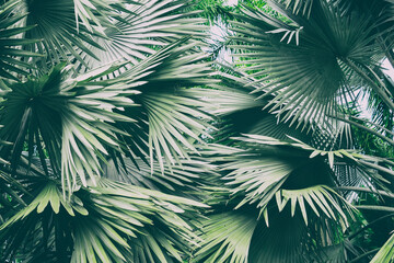 leaves of a borassus palmyra palm tree