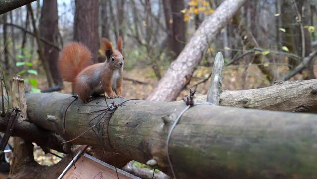 Wild fluffy squirrel sitting at wooden branch at autumn forest. Cute brown rodent jumping on tree at park. Pretty small sciurus searching food outdoor. Concept of wildlife. Close up Slow motion