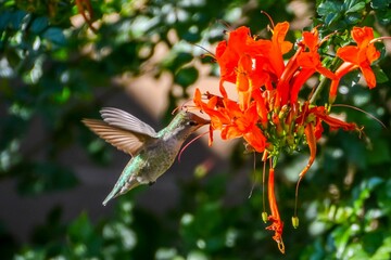 hummingbird hovering towards bright orange flowers in the air at sunrise