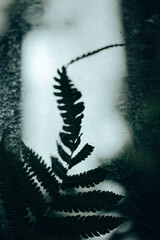 Green fern leaf deep in the woods. Fresh foliage natural dark key vertical backdrop. Fronds foliage, plants growing in dark shady Polypodiaceae forest. Shallow depth of fields. Soft focus plant.