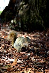 a squirrel eating a seed in a forest next to a tree