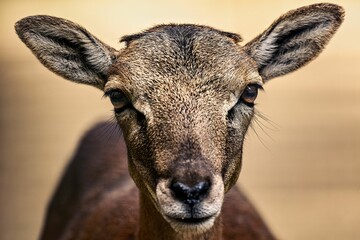 Closeup portrait of an antelope