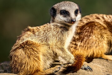 Closeup of a meerkat perched on a rock