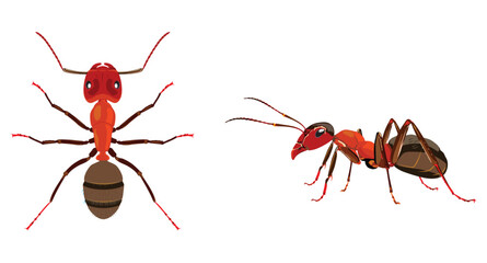 Ant real illustration insect - fire ant