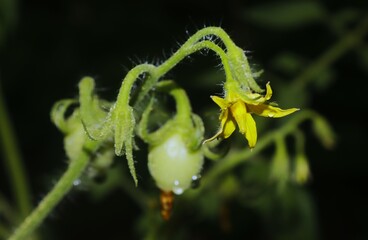 Close-up shot of organic grown small, green tomatoes growing on tomato plant in greenhouse in summer. Food growing concept
small green tomato fruits with morning dew