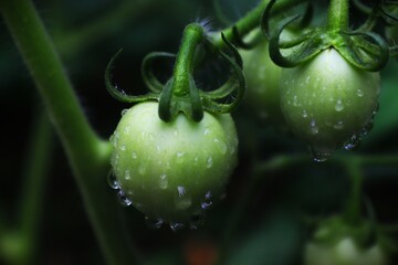 Close-up shot of organic grown small, green tomatoes growing on tomato plant in greenhouse in summer. Food growing concept
small green tomato fruits with morning dew