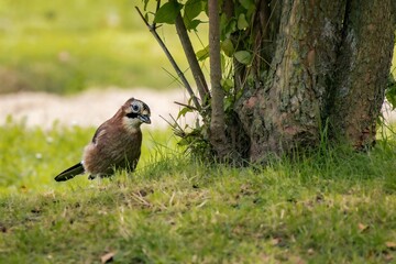Eurasian jay perched on the ground next to a tree against a backdrop of lush, verdant grass.